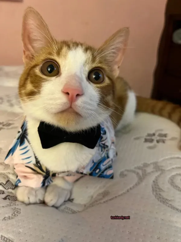 Kırmızı-beyaz bir kedi, bir bow tie takınmış, yatağın üzerinde oturuyor.