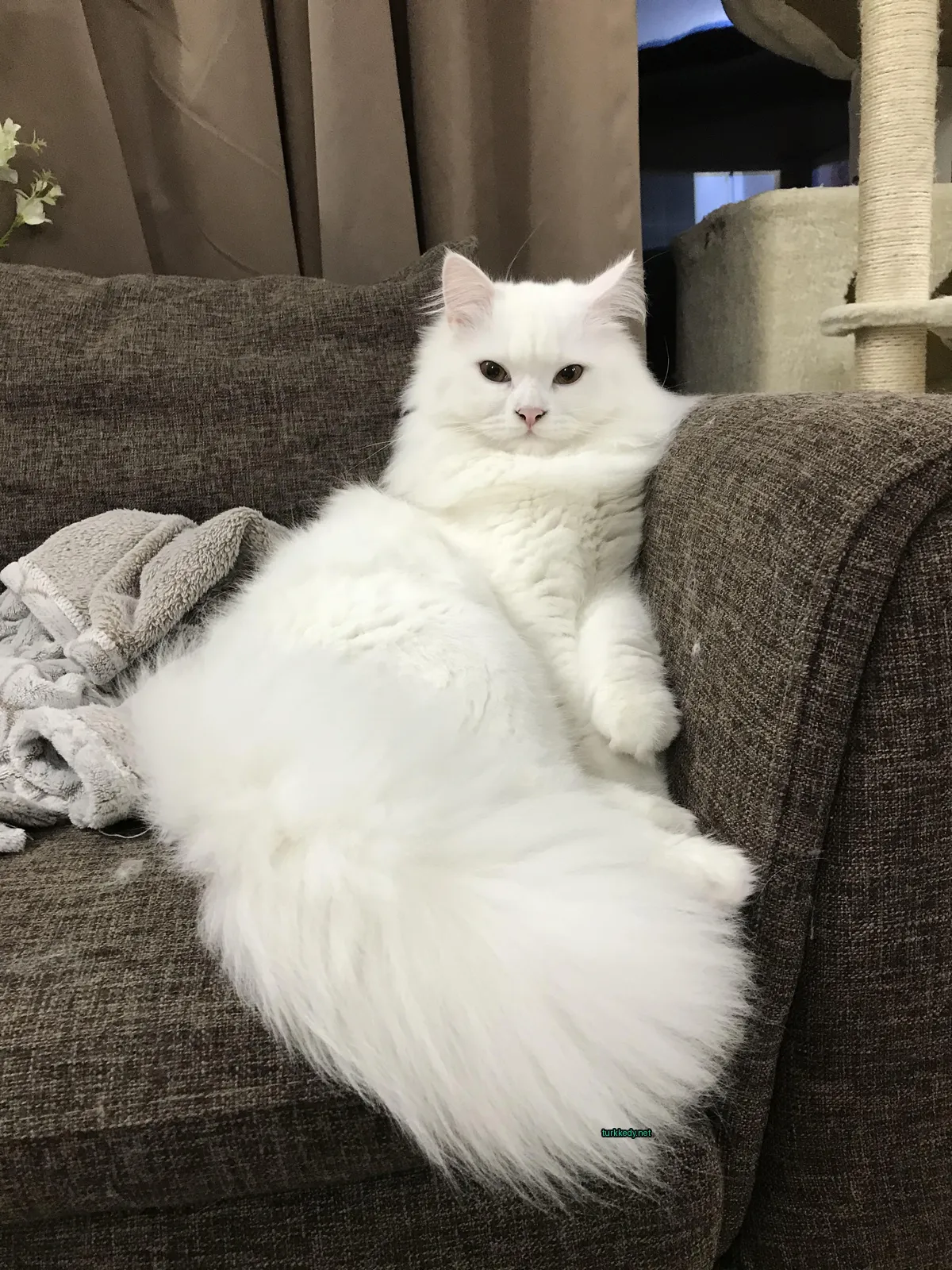 Beyaz bir kedi, uzun tüylü kuyruğu ile bir sofa üzerinde oturuyor.