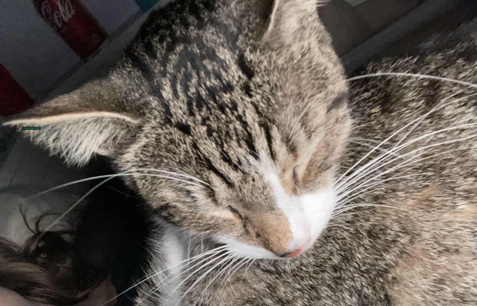 Koyu ve beyaz bir kedi, damarlı desenli bir pattern ile kameraya bakarken yatar pozisyonda.