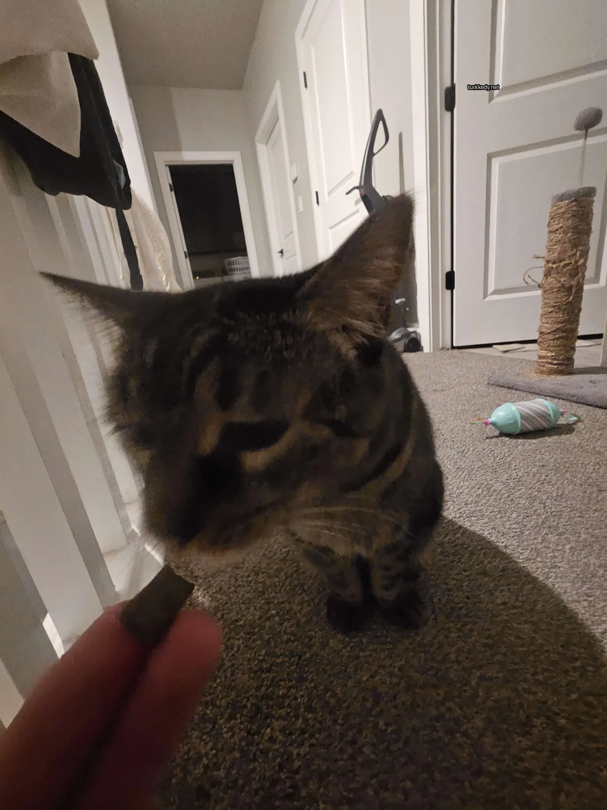 Gri ve siyah bir kedi, beyaz yüzü ve siyah kuyruğu var.