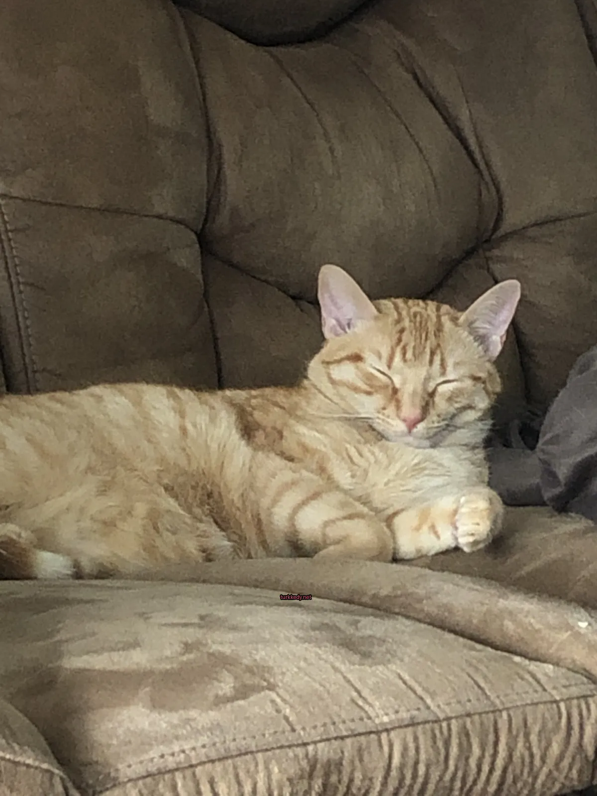 Sarı ve beyaz desenli bir kedi bir sofa üzerinde yatıyor.