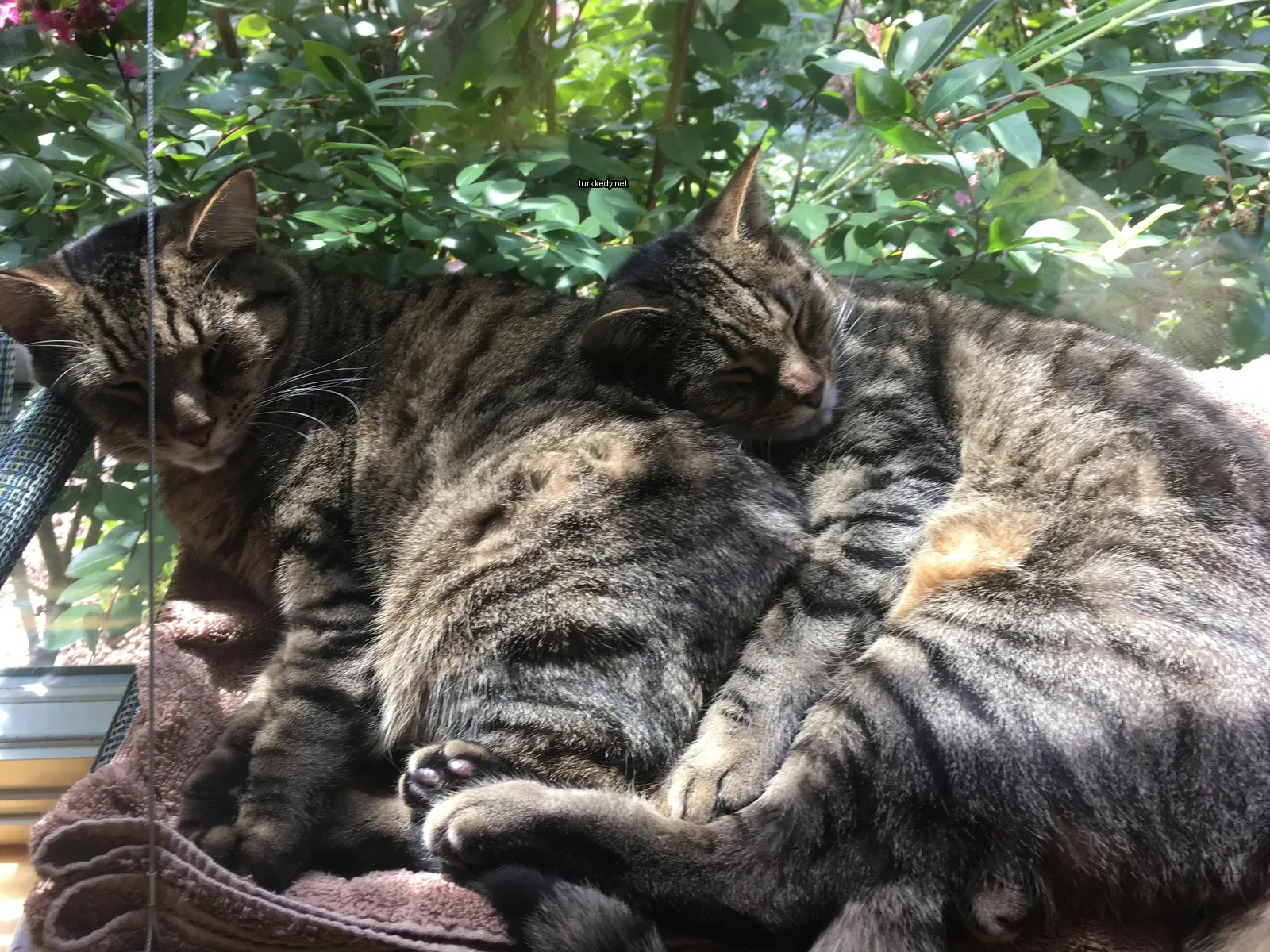 İki kedi yatakta bir battaniyenin üzerinde uyuyor.