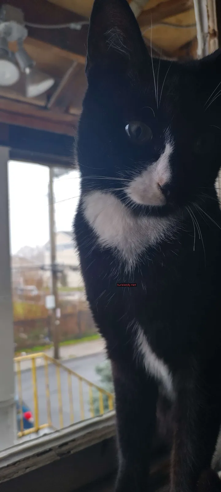 Siyah beyaz bir kedi pencere kenarında oturuyor.