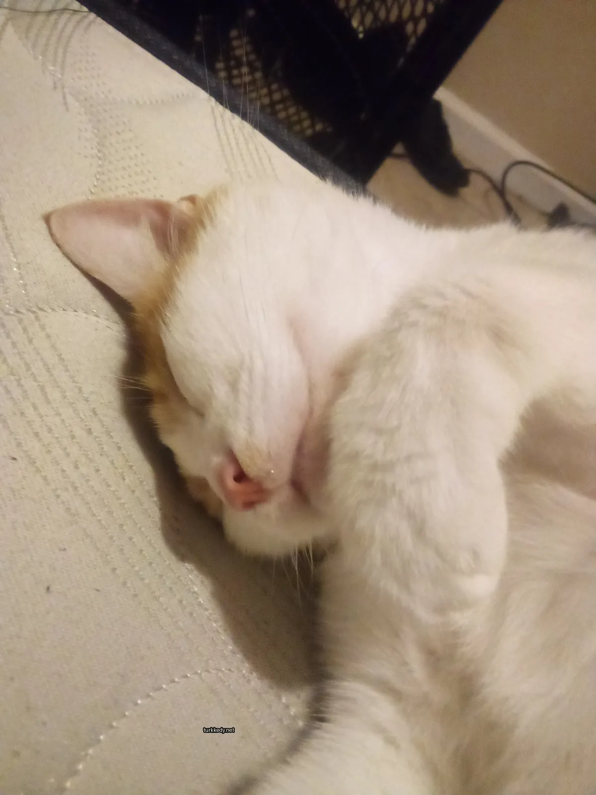 Beyaz ve turuncu bir kedi yatakta yatıyor.
