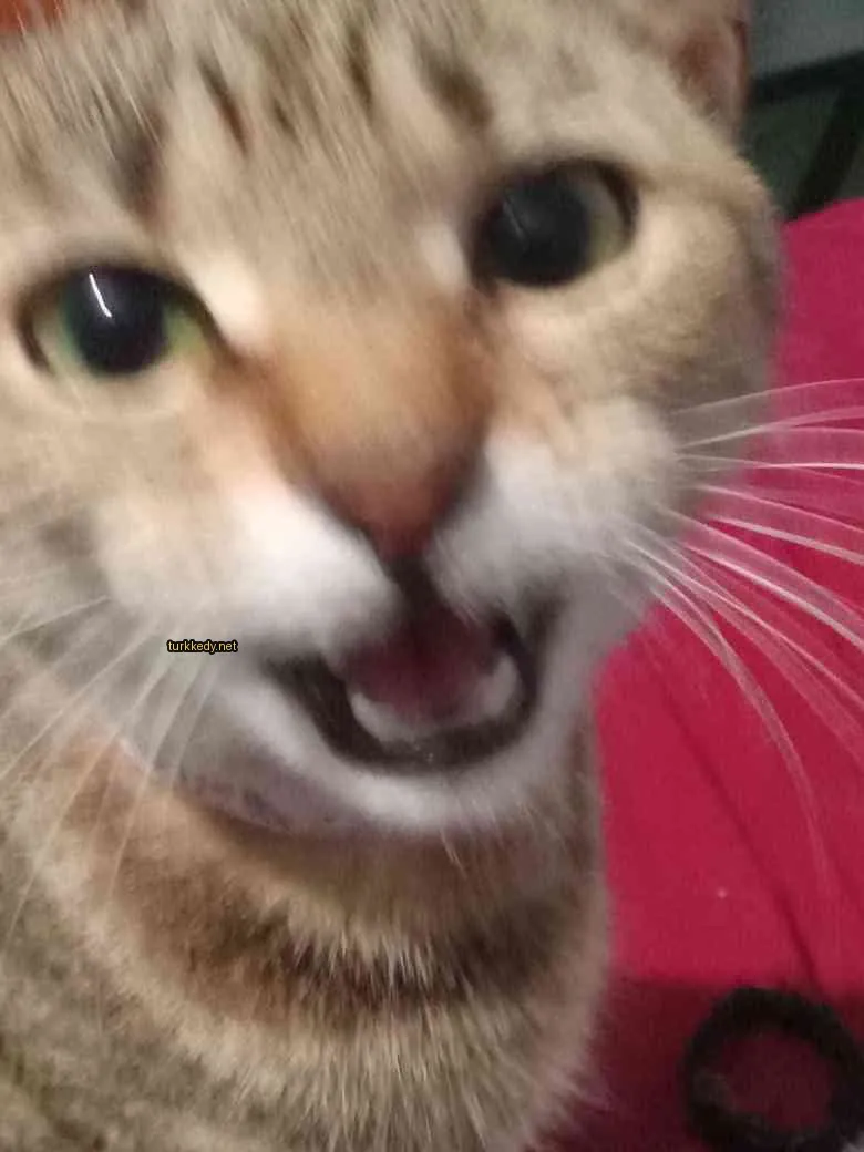 Koyu kahverengi ve beyaz bir kedi, pink bir burun ve tüyleri var.