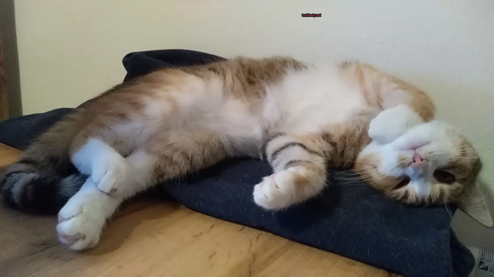 Beyaz göğüs ve kahverengi ve beyaz tüylü bir kedi mavi bir battaniyenin üzerinde yatıyor.