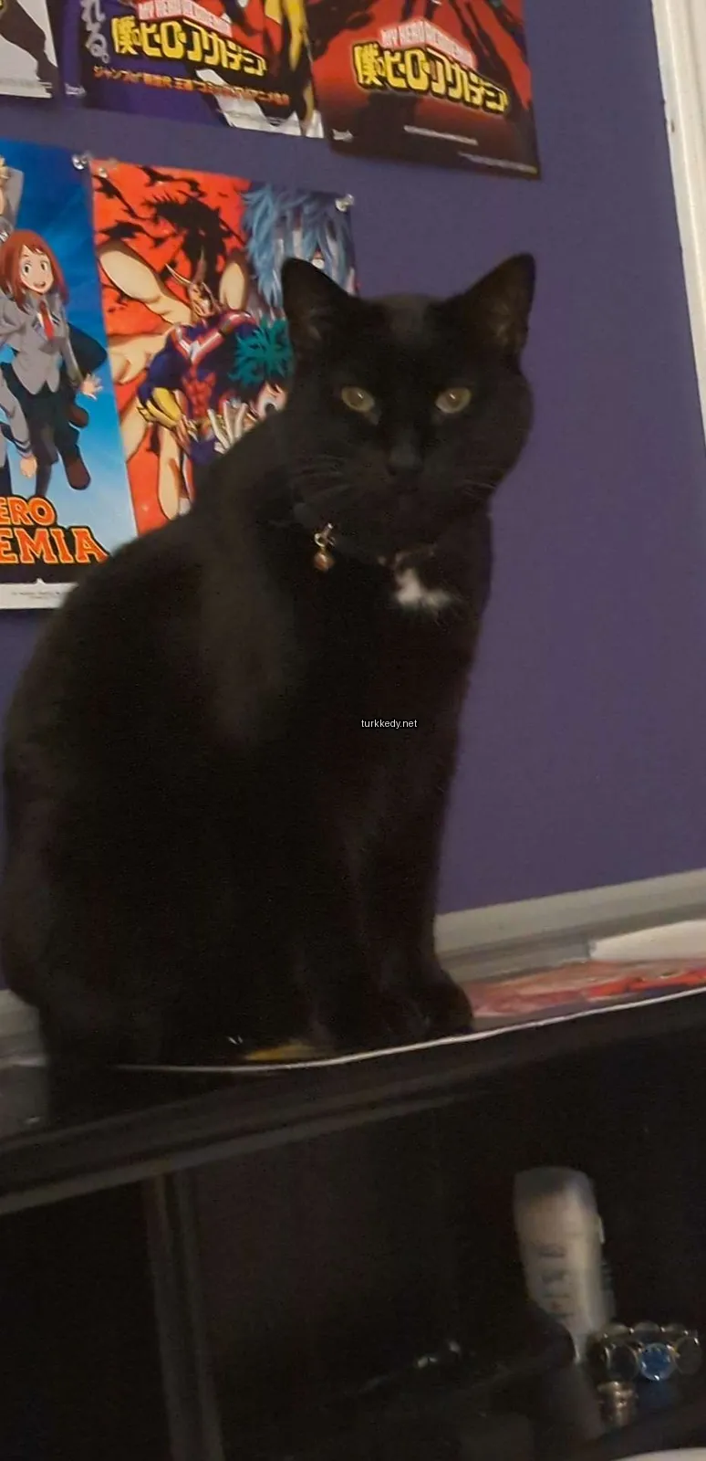 Siyah bir kedi beyaz bir kemerle oturuyor.
