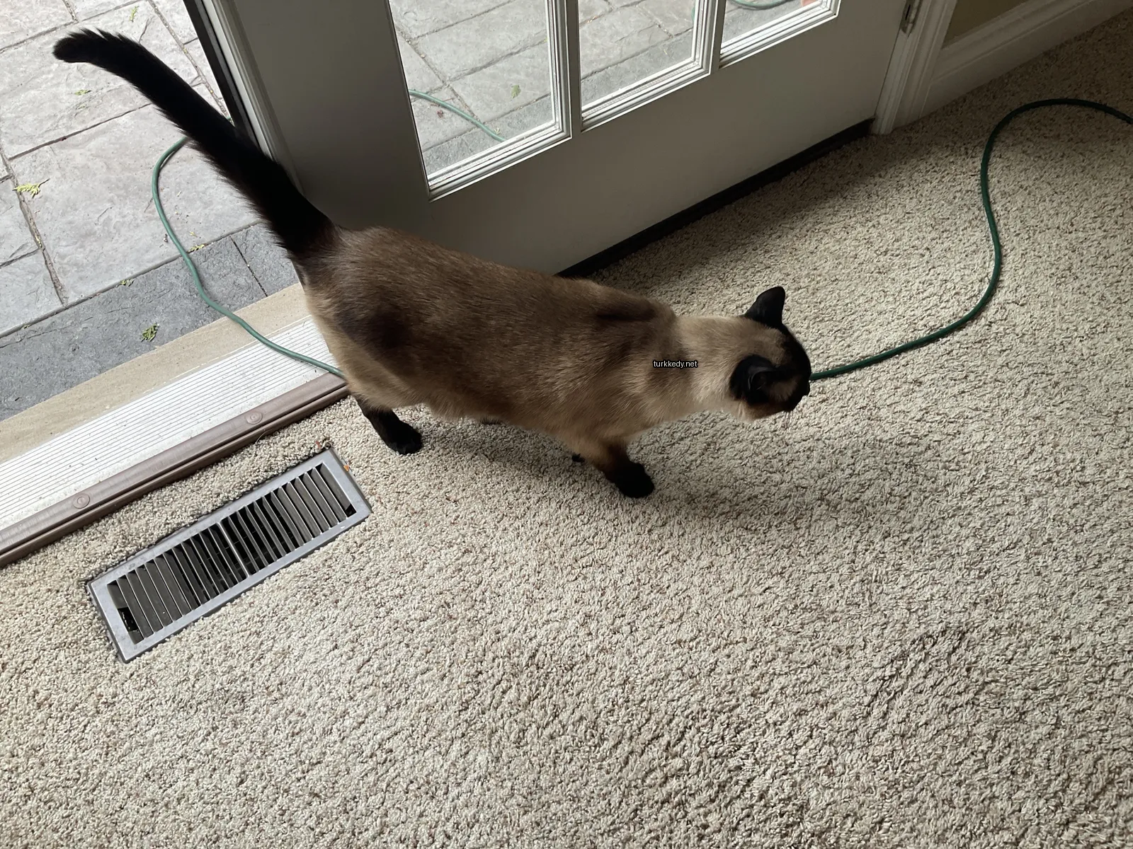 Siamese köpeği siyah bir kolye ve yeşil bir ip ile boynunda.