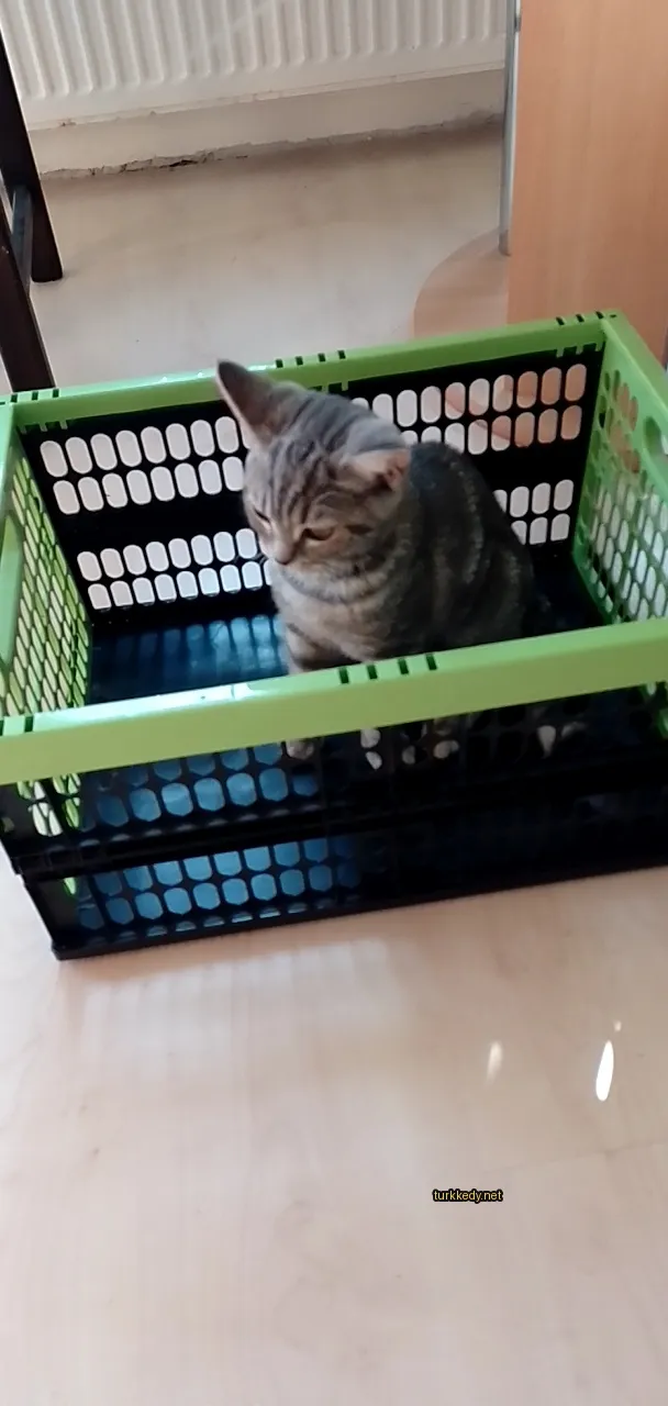 Gri ve siyah bir kedi yeşil bir sepette oturuyor.