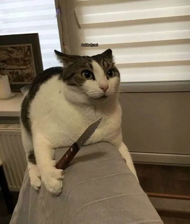 Bir siyah ve beyaz desenli kedi bir bıçak tutuyor.