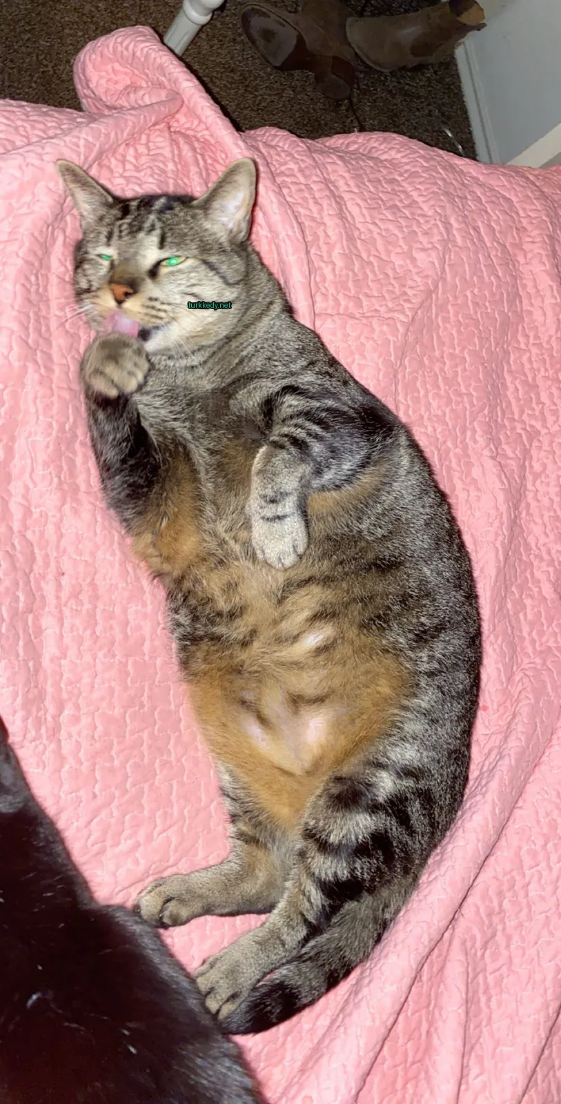 Yeşil etiketli bir kedi, pink bir battaniyede yatıyor.