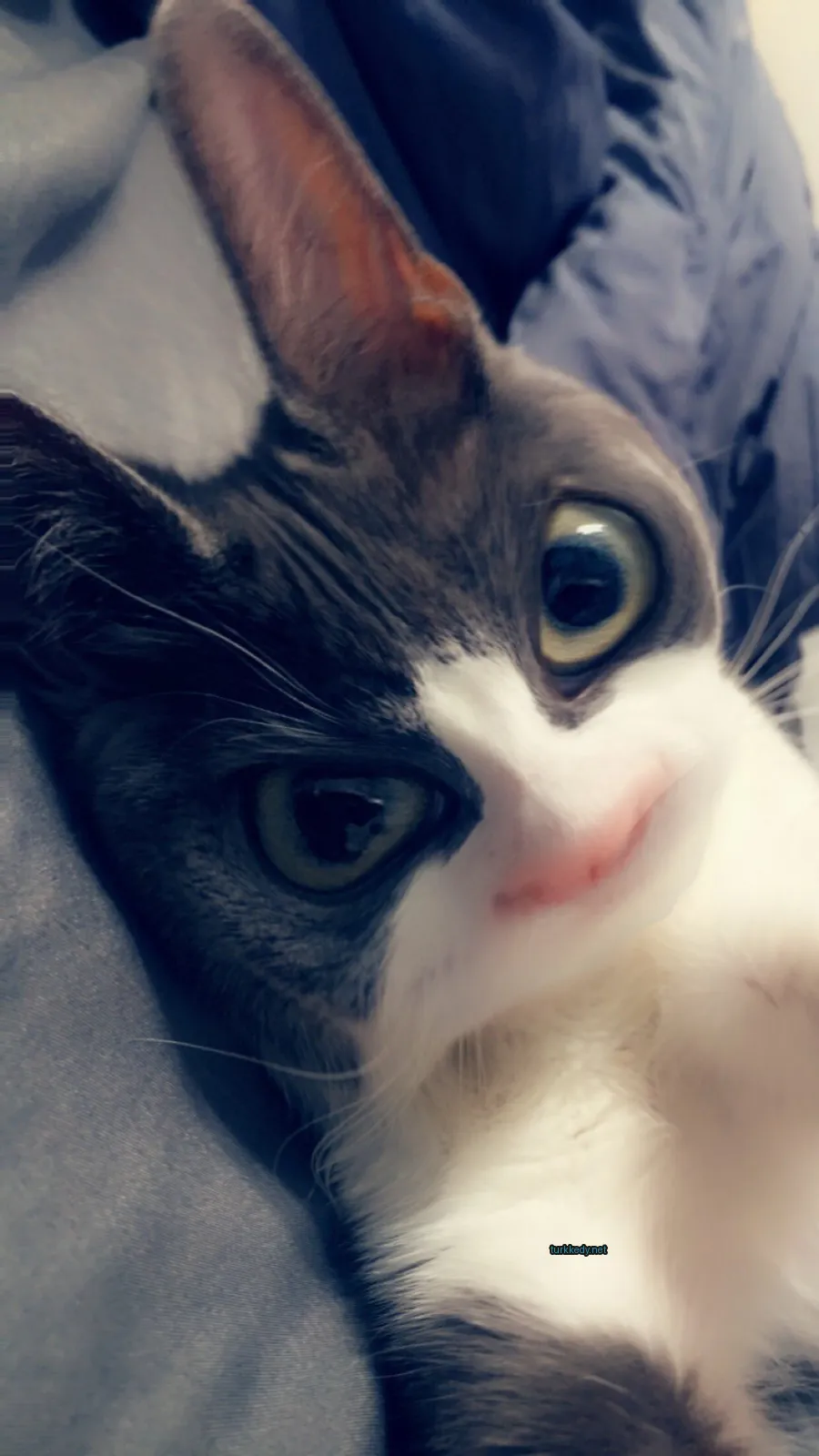 Gri ve beyaz bir kedi, mavi arka plan ve pembe burun ile.