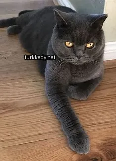 Siyah ve gri bir kedi ahşap zeminde yatıyor.