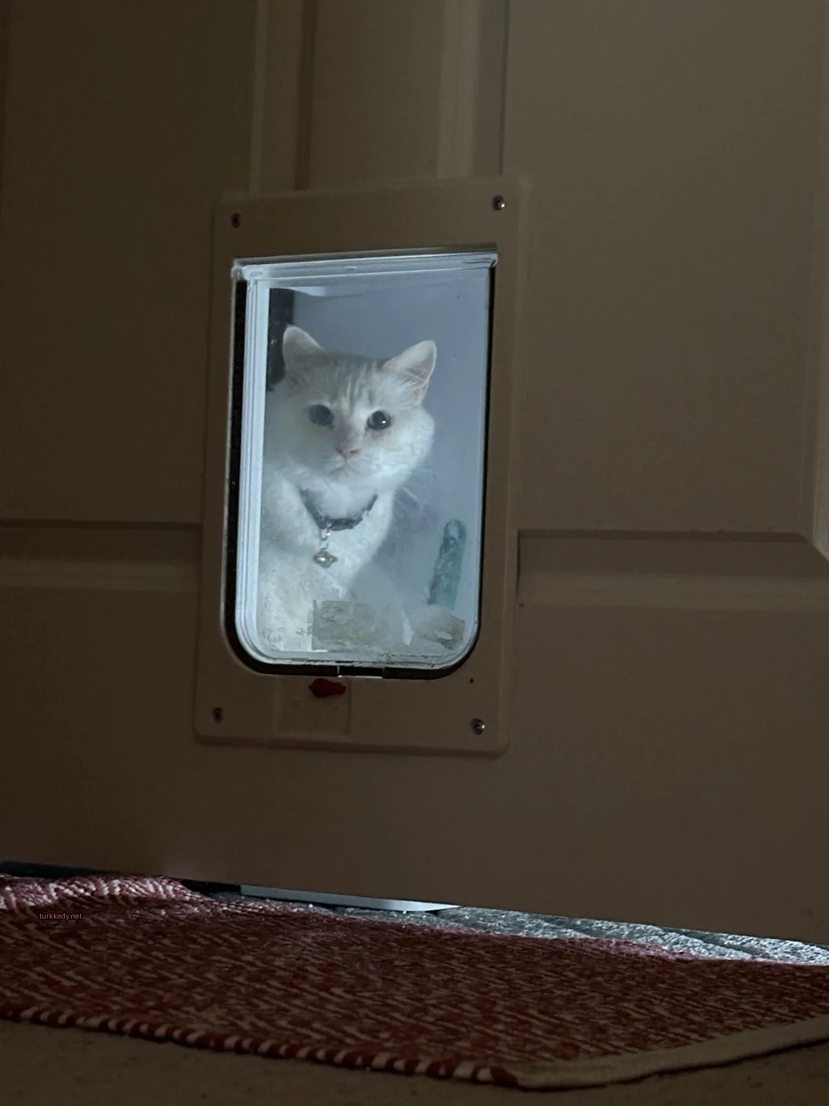 Beyaz bir kedi, siyah bir kemer takılmış, bir kapının ardından dışarı bakıyor.