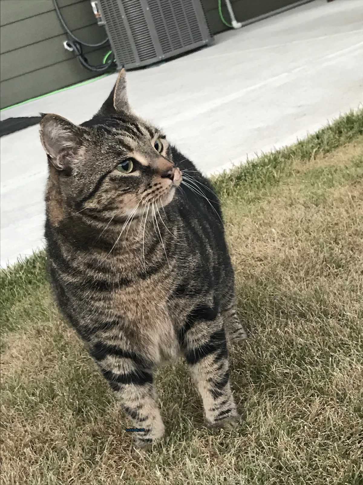 Siyah ve kahverengi şeritli bir kedi otun üzerinde duruyor.