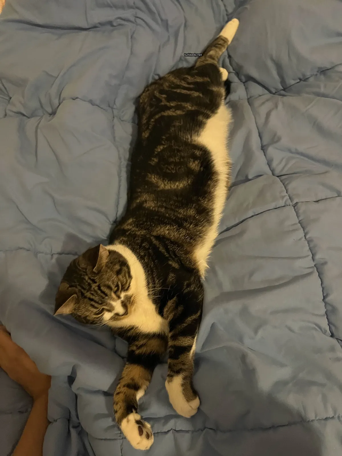 Beyaz ve siyah bir kedi yatakta yatıyor.