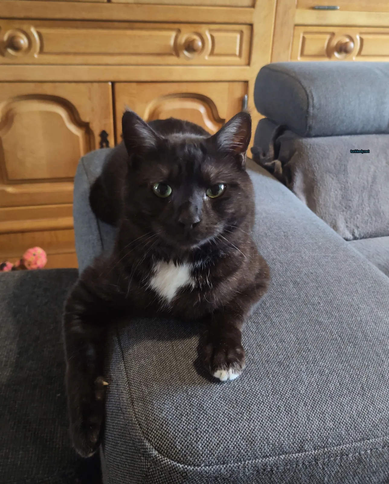 Beyaz ve siyah bir kedi bir sofa üzerinde oturuyor.