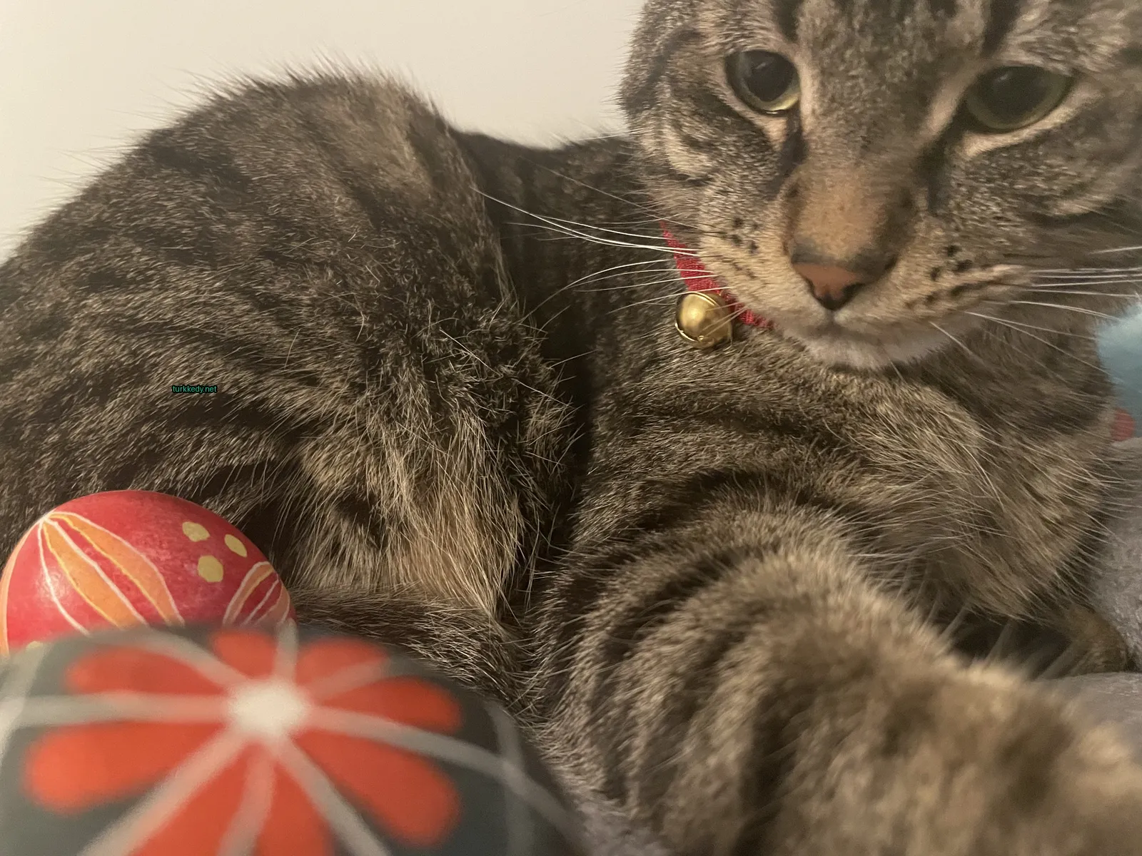 Gri ve siyah bir kedi, boynunda kırmızı bir kemer ve zil bulunan bir yatakta yatıyor.