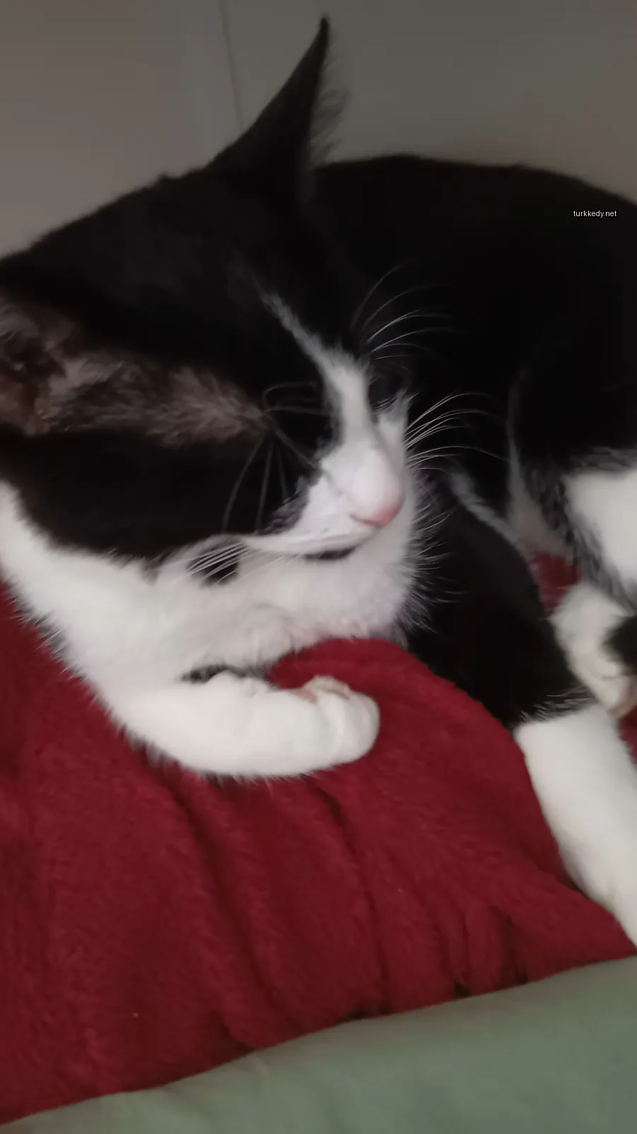 Siyah ve beyaz bir kedi kırmızı bir bez üzerinde yatıyor.