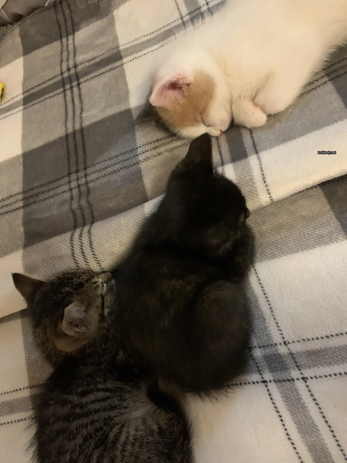 Siyah bir kedi, iki diğer kedi ile birlikte bir çiçekli kumaşla yatan.