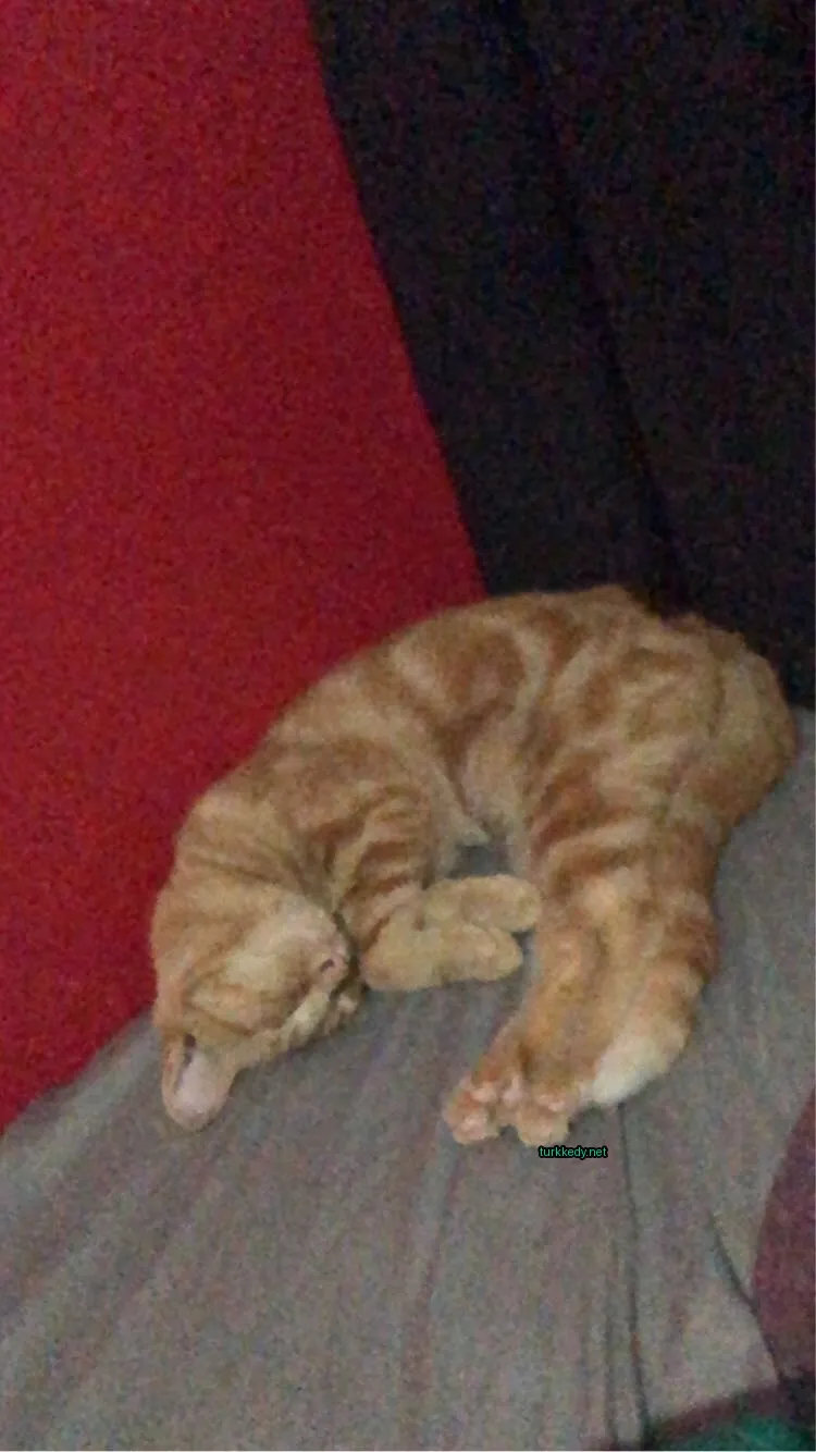 Sarı ve beyaz desenli bir kedi bir sofa üzerinde yatıyor.