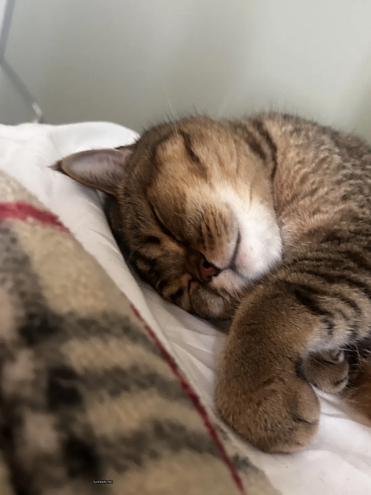 Beyaz yatakta bir kahverengi ve beyaz bir kedi yatıyor.