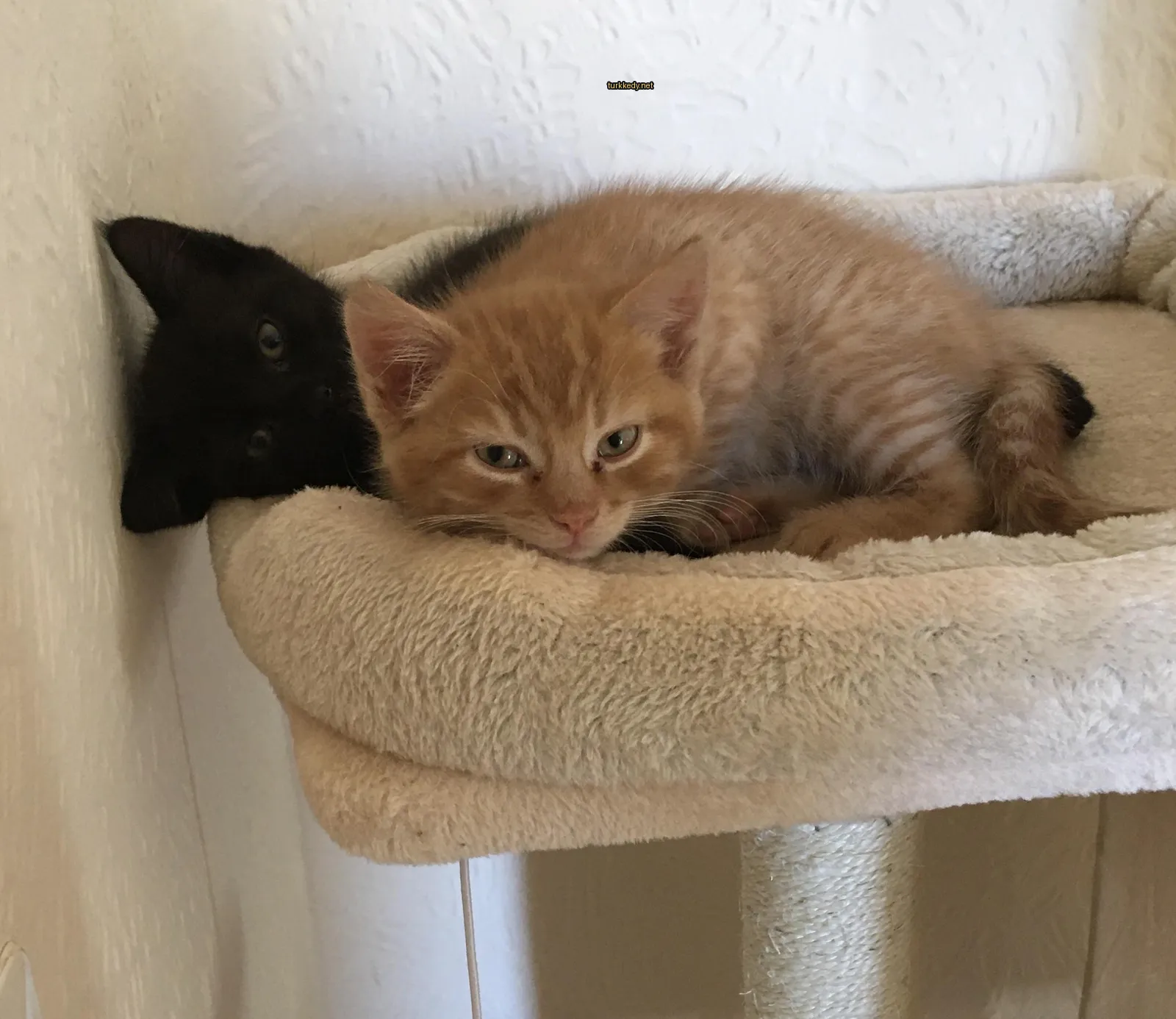 Siyah bir kedi ve turuncu bir kedi bir kedi yatağında uyuyorlar.