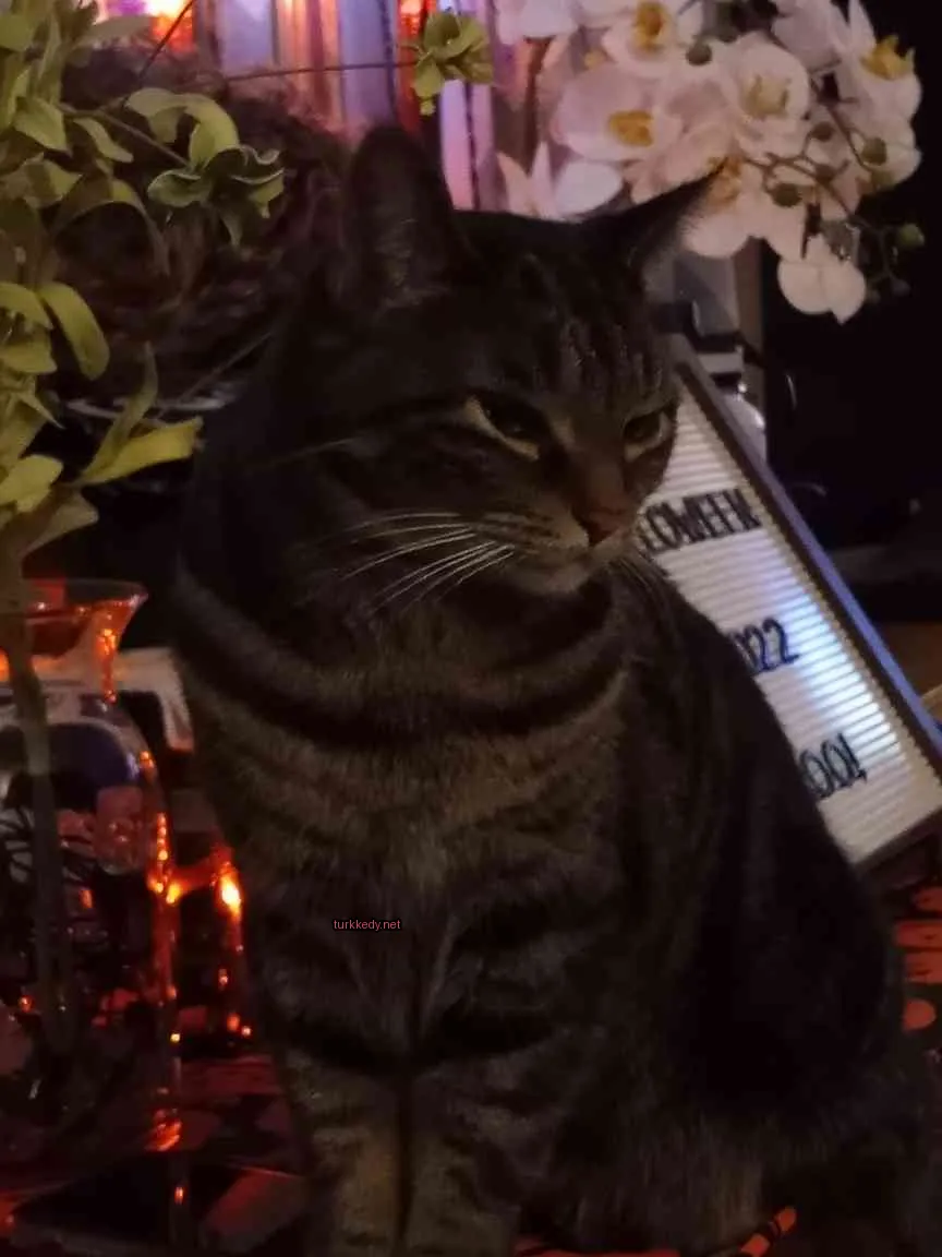 Gri ve siyah şeritli bir kedi masa üzerinde oturuyor.