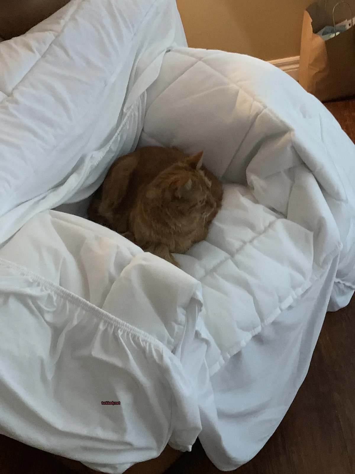 Bir pembe kedi beyaz bir yastıkta yatıyor.