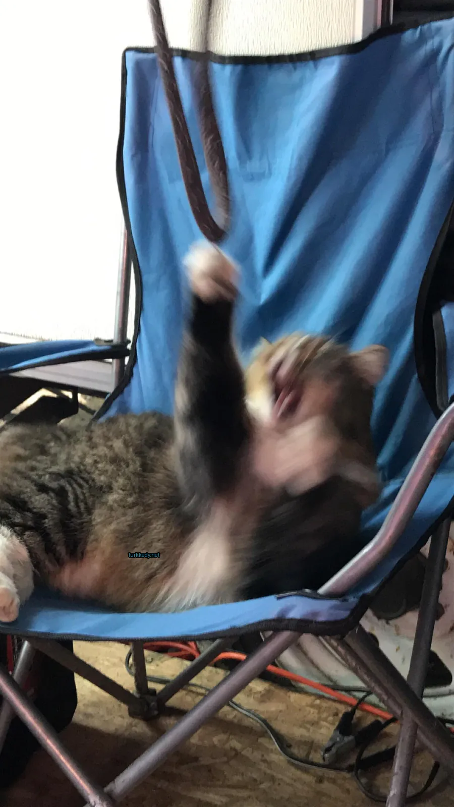 Siyah ve beyaz bir kedi, mavi bir sandalyede duruyor ve ağzını açmış.