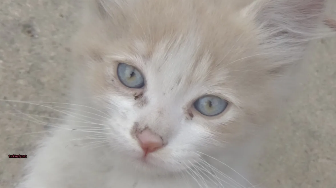 Beyaz bir kedi, mavi gözleri ve pis yüzü var.