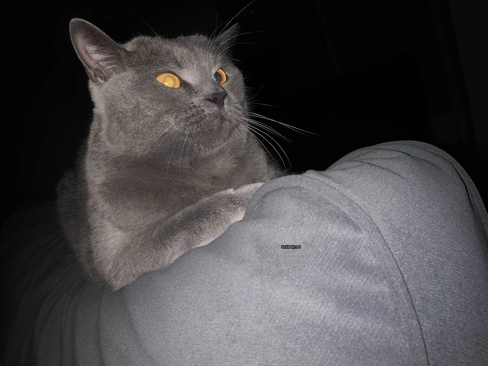 Gri bir kedi sarı gözlerle bir sofa üzerinde oturuyor.