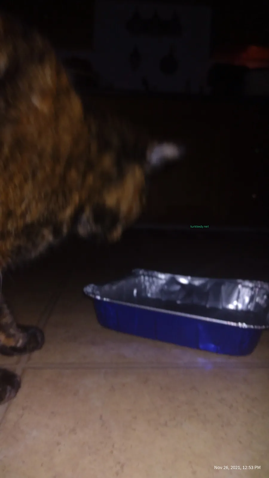 Kara ve siyah bir kedi mavi bir metal tencereye yan yana duruyor.
