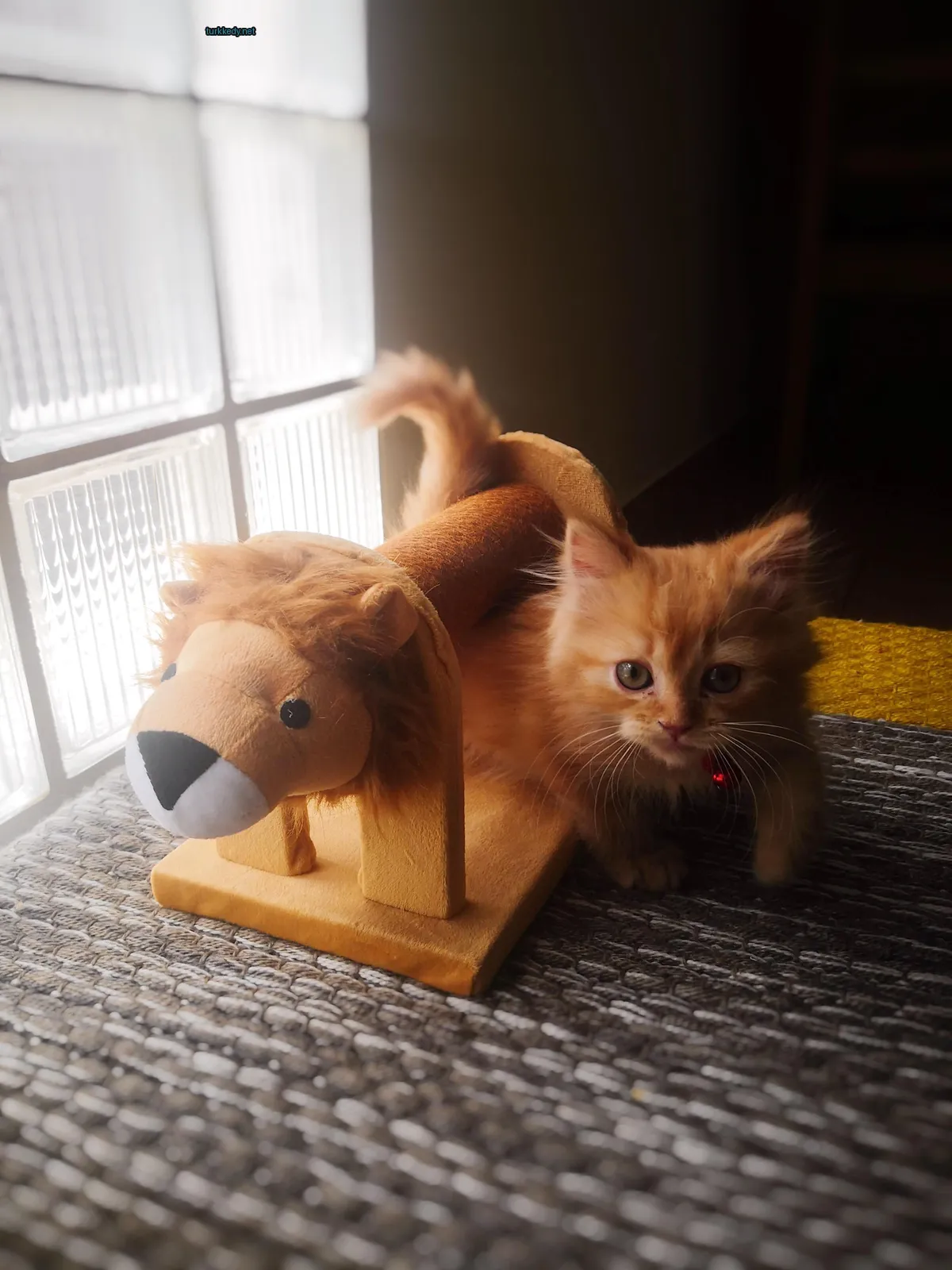 Küçük bir portakal rengi kedi, bir bez leoparın yanına bir ahşap sandalyede oturuyor.