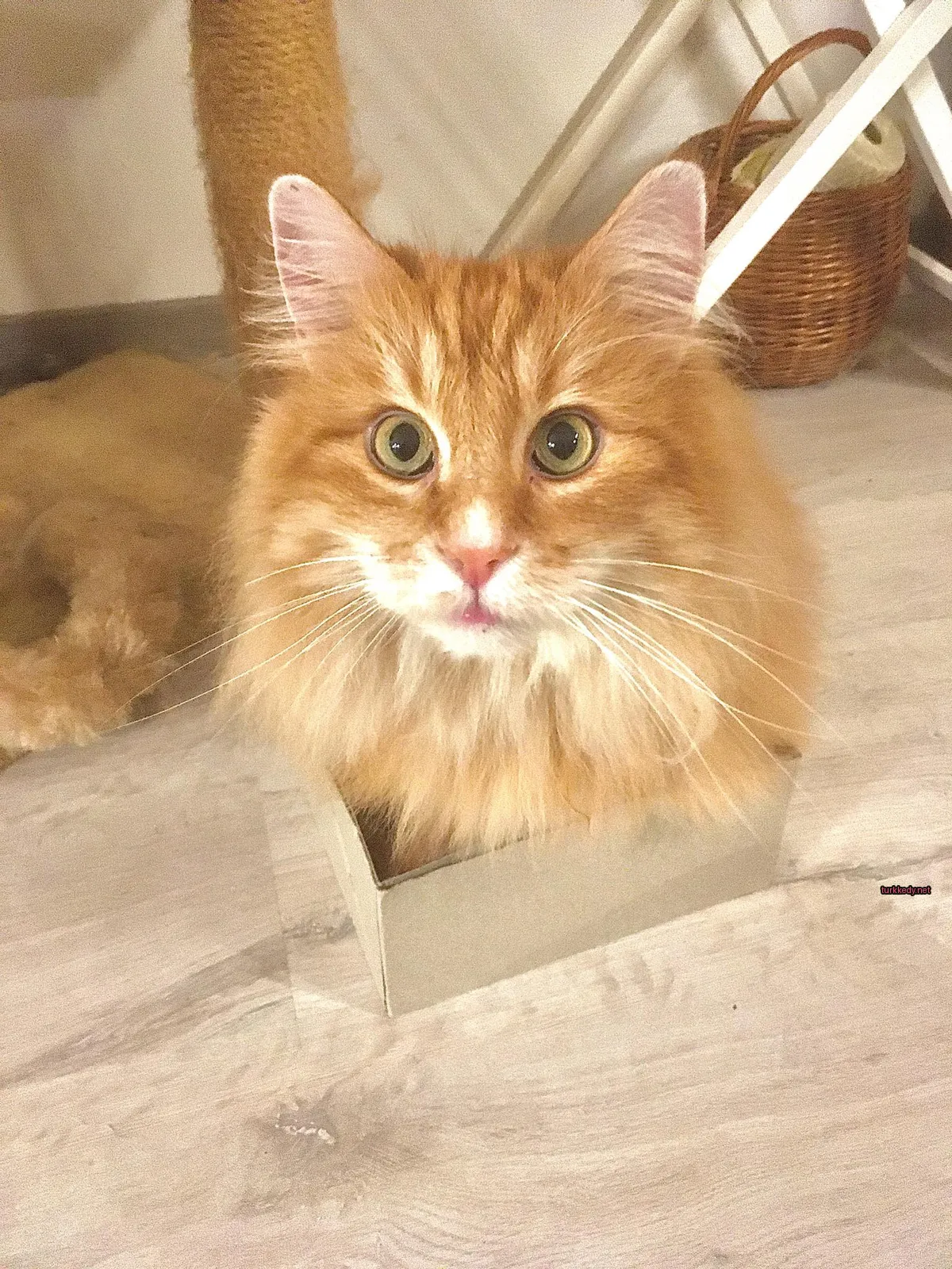 Kartondan bir kutuda yuvarlak ve tüylü bir kedi.