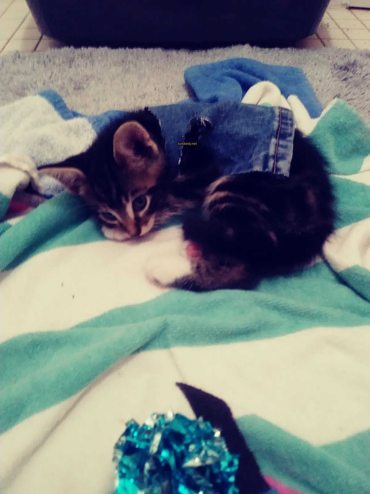Siyah beyaz bir kedi, bir jean ceket giymiş ve bir minderin üzerinde yatıyor.