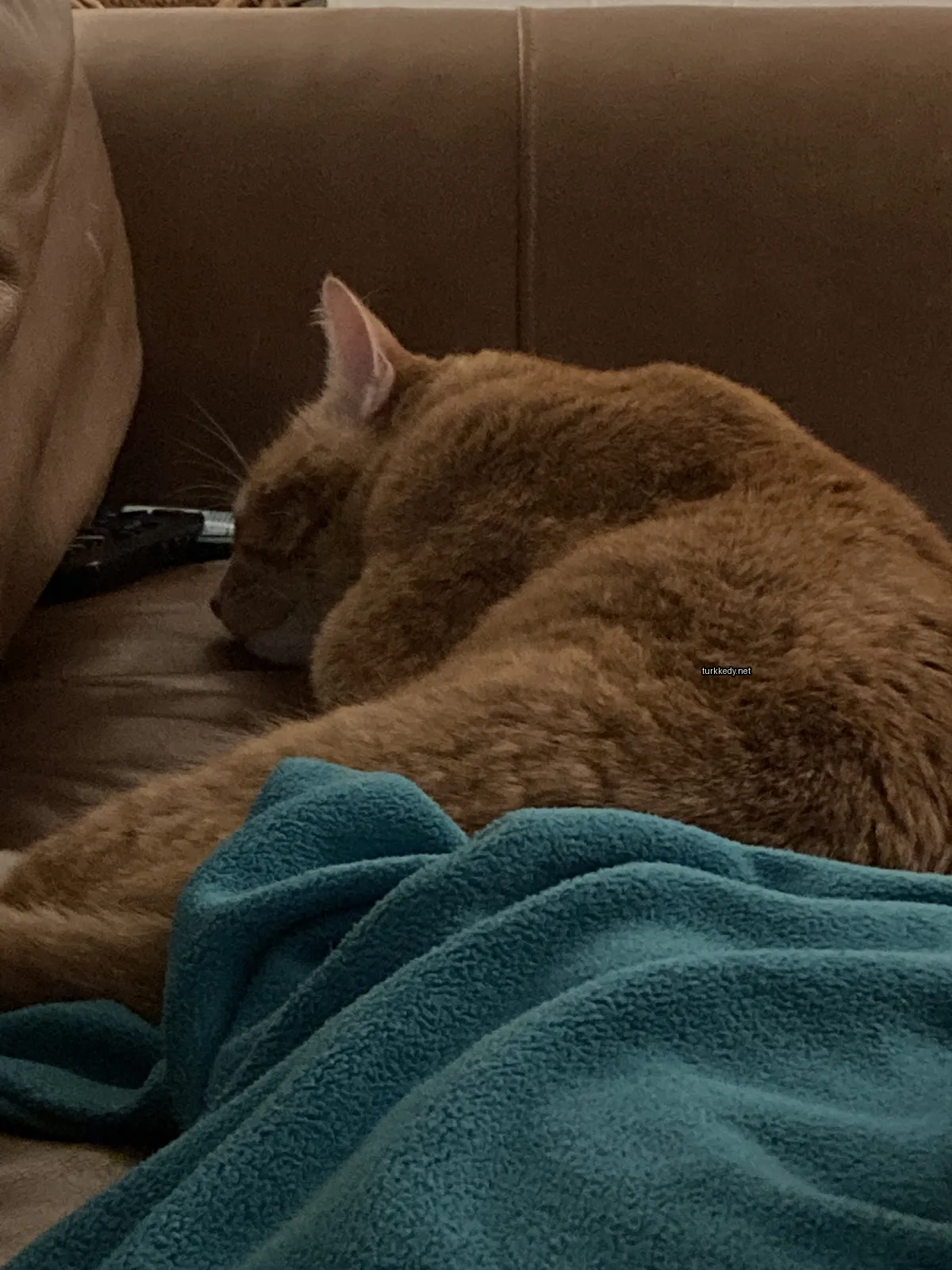 Kahverengi ve beyaz bir kedi bir sofa üzerinde yatıyor.