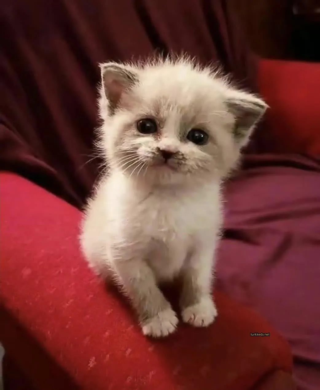 Beyaz ve kahverengi bir kedi, kırmızı bir kumaş üzerinde oturuyor.