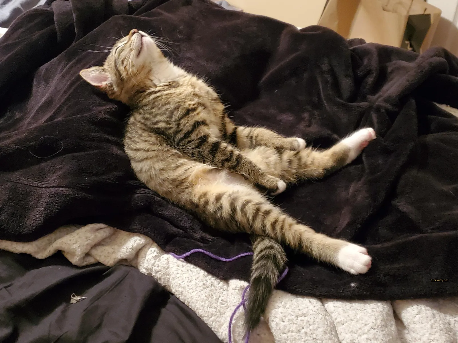 Bir kedi yatakta yatıyor.