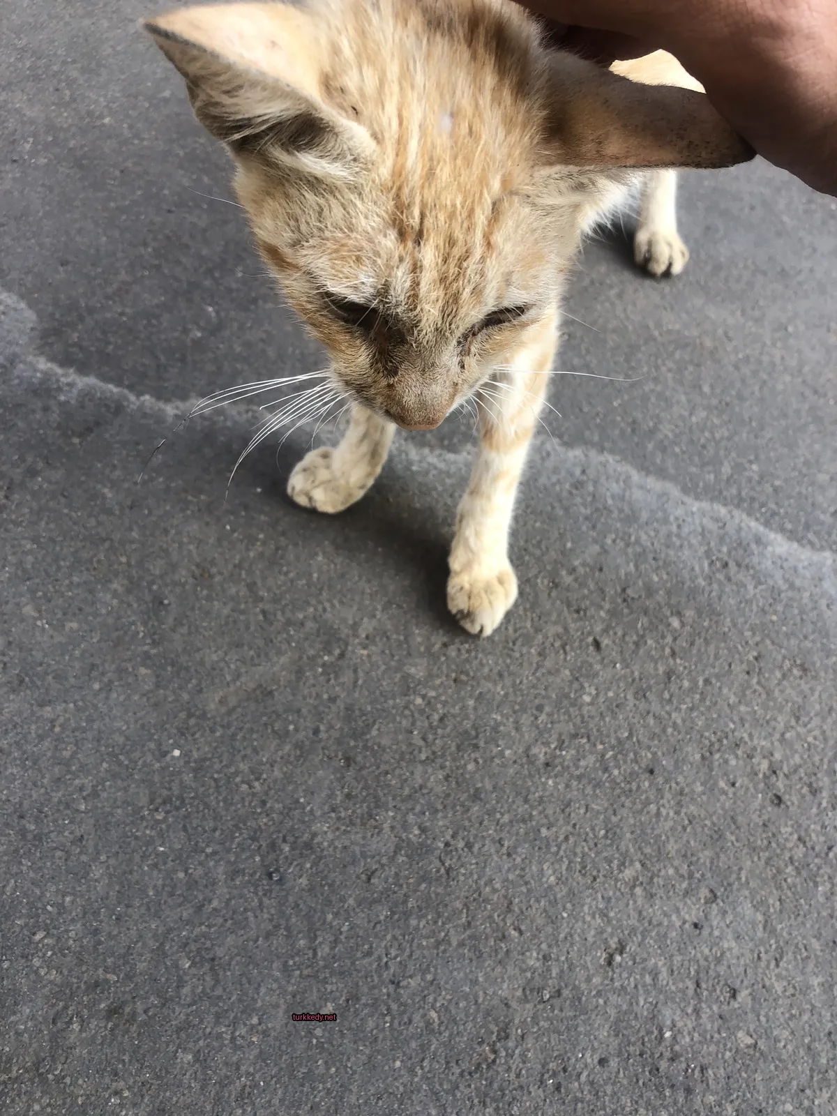 Koyu ve beyaz bir kedi, lekeli bir desenle beton zemine ayakta duruyor.