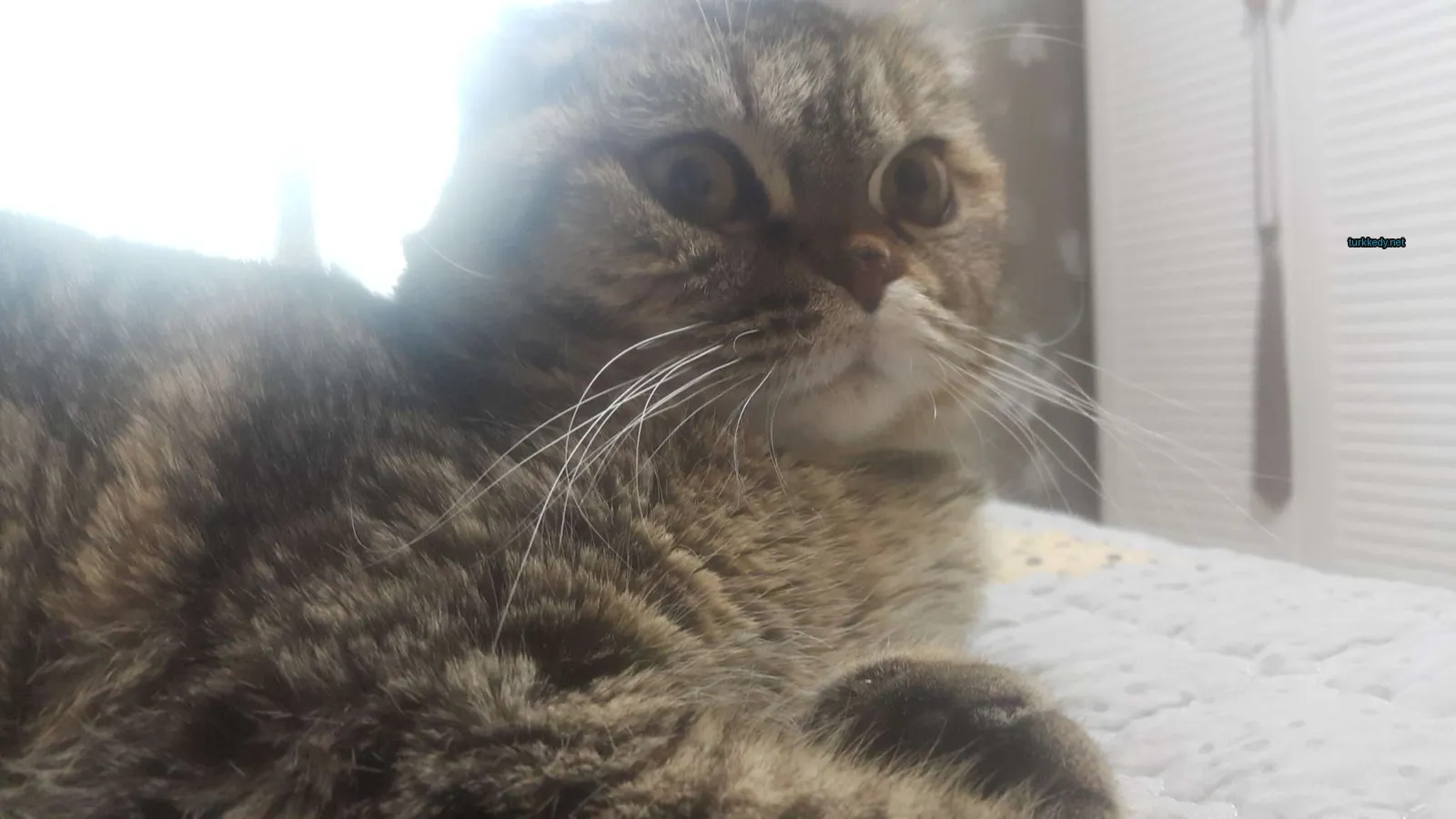 Beyaz bir tüy ve kahverengi bir kürkü olan bir kedi yatakta yatıyor.