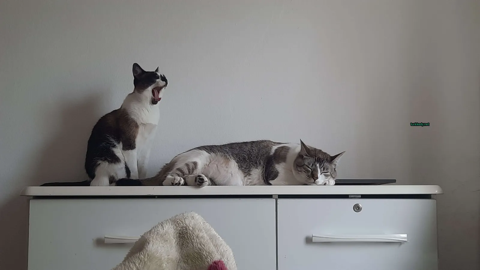 Beyaz yüzü ve kahverengi ve siyah tüylü büyük bir kedi tezgahın üzerinde yatıyor.