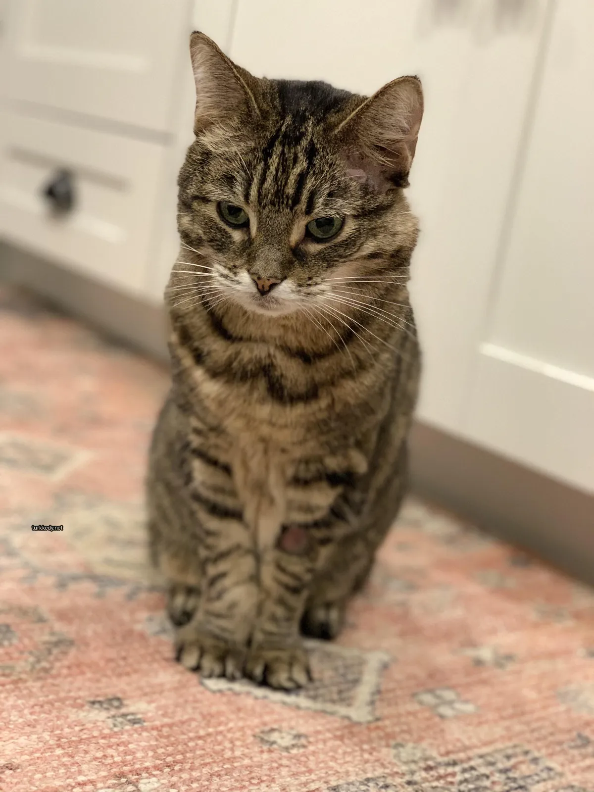 Kara ve siyah şeritli bir kedi bir halı üzerinde duruyor.