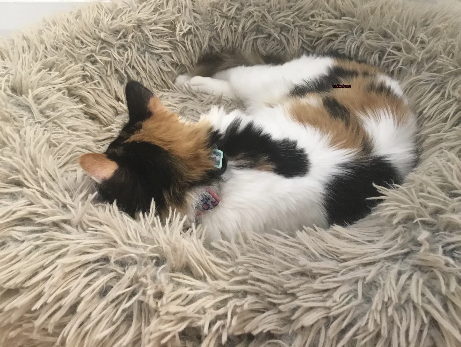 Pembe kemerli bir kedi yumuşak bir yatakta yatıyor.