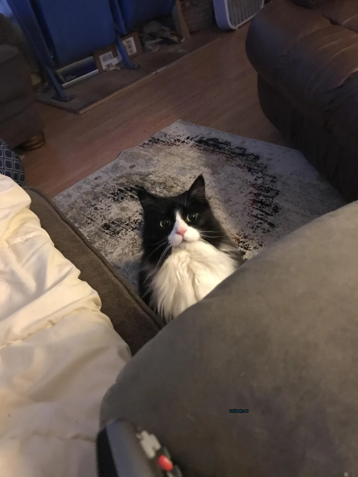 Siyah ve beyaz bir kedi beyaz göğüsleriyle bir sofa üzerinde oturuyor.