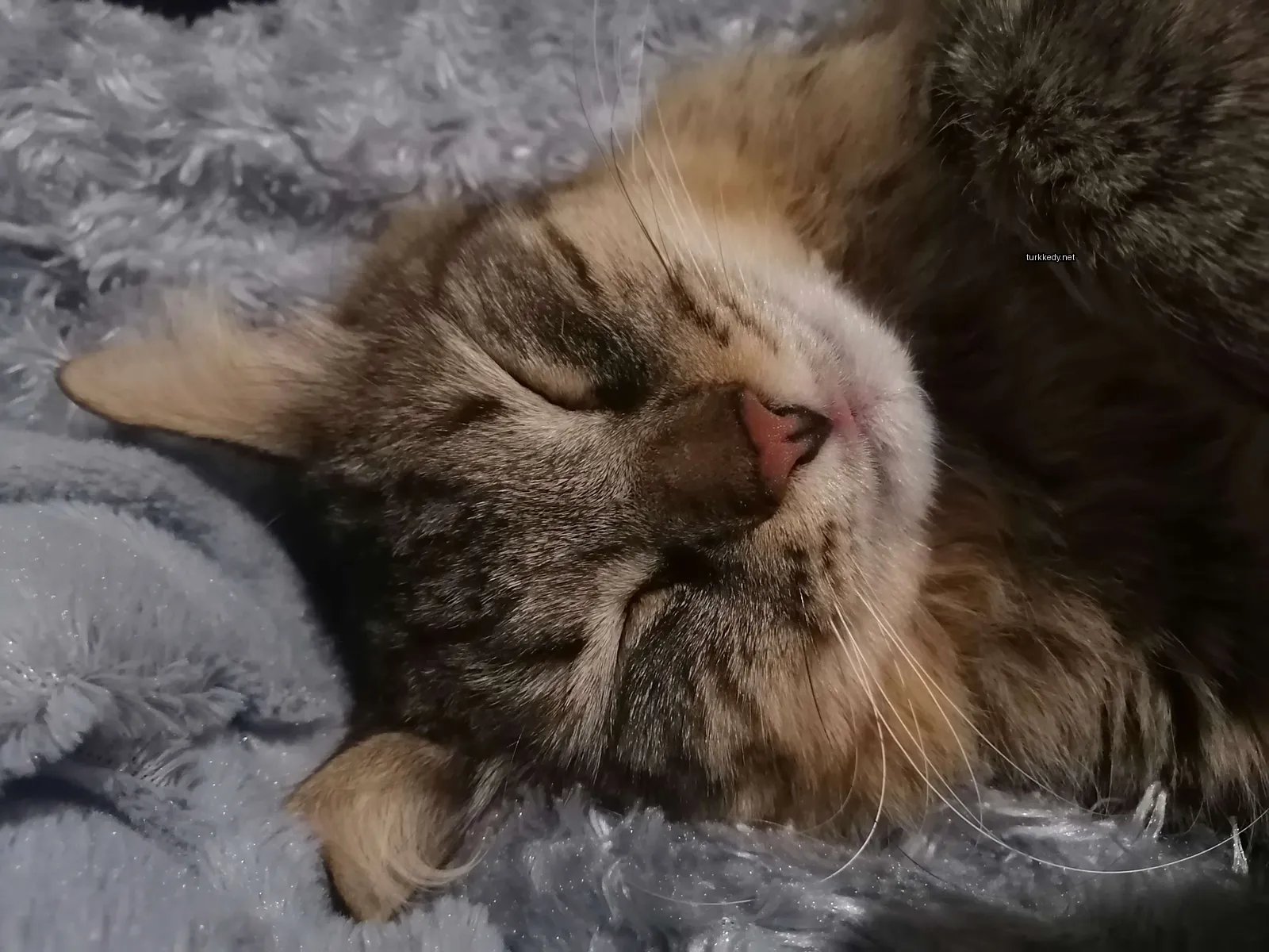 Gri ve beyaz bir kedi yastıkta yatıyor.