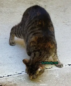 Kırmızı-yeşil desenli bir kedi, bir yeşil etiketi taşıyan kulağıyla zemine burnunu sokuyor.