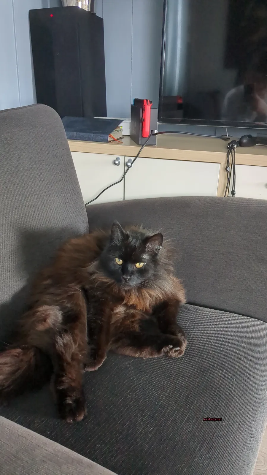 Bir siyah kedi, bir televizyonun karşısında bir sandalyede yumuşak bir kürkü olan bir odada oturuyor.