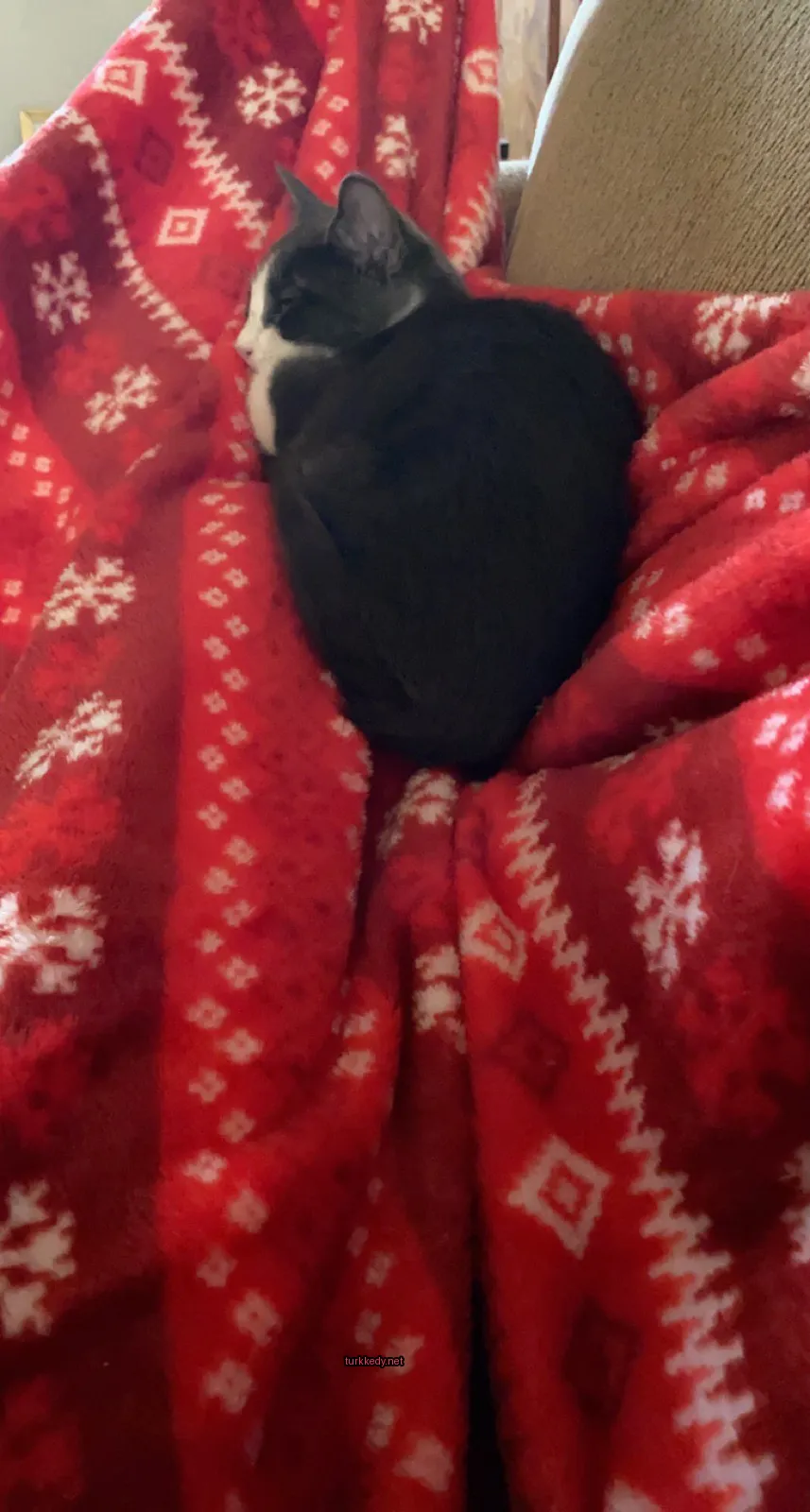 Siyah bir kedi kırmızı bir bez üzerinde yatıyor.