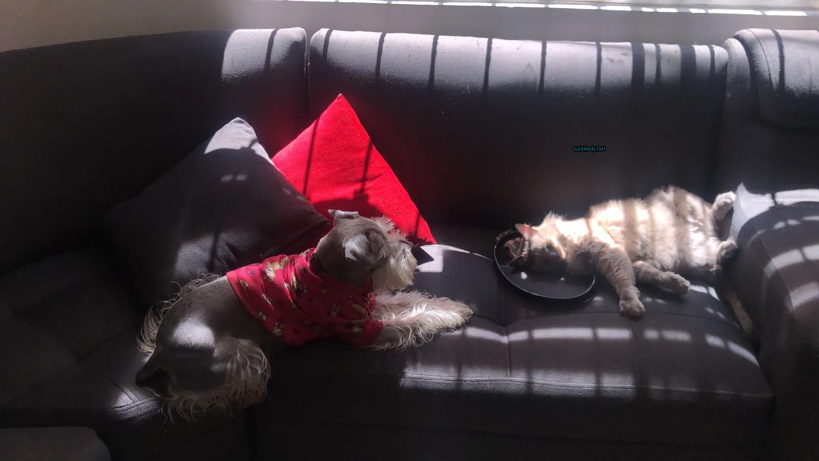 Kahverengi ve beyaz bir kedi bir köpek yanındaki sofa üzerinde yatıyor.